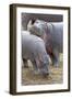 Common Hippopotamus Maasai Mara Reserve-null-Framed Photographic Print