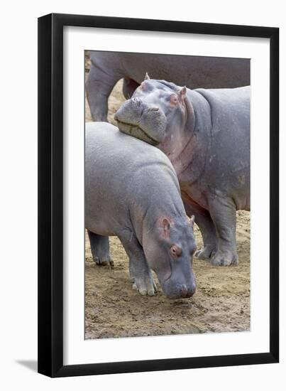 Common Hippopotamus Maasai Mara Reserve-null-Framed Photographic Print