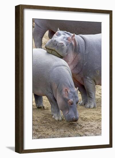 Common Hippopotamus Maasai Mara Reserve-null-Framed Photographic Print