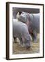 Common Hippopotamus Maasai Mara Reserve-null-Framed Photographic Print