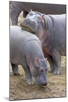 Common Hippopotamus Maasai Mara Reserve-null-Mounted Photographic Print