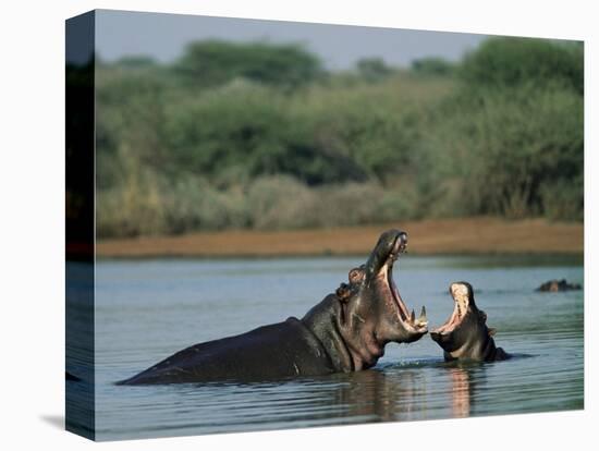 Common Hippopotamuses (Hippos), Hippopotamus Amphibius, Yawning, Kruger National Park, South Africa-Ann & Steve Toon-Stretched Canvas