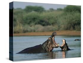 Common Hippopotamuses (Hippos), Hippopotamus Amphibius, Yawning, Kruger National Park, South Africa-Ann & Steve Toon-Stretched Canvas