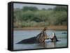 Common Hippopotamuses (Hippos), Hippopotamus Amphibius, Yawning, Kruger National Park, South Africa-Ann & Steve Toon-Framed Stretched Canvas