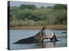 Common Hippopotamuses (Hippos), Hippopotamus Amphibius, Yawning, Kruger National Park, South Africa-Ann & Steve Toon-Stretched Canvas