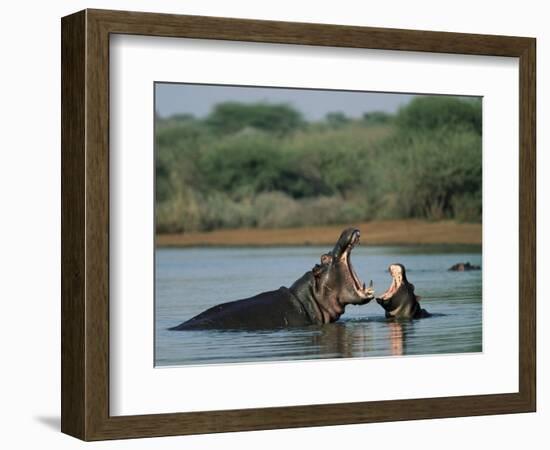 Common Hippopotamuses (Hippos), Hippopotamus Amphibius, Yawning, Kruger National Park, South Africa-Ann & Steve Toon-Framed Photographic Print