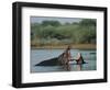 Common Hippopotamuses (Hippos), Hippopotamus Amphibius, Yawning, Kruger National Park, South Africa-Ann & Steve Toon-Framed Photographic Print