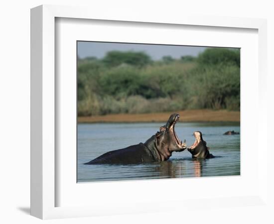 Common Hippopotamuses (Hippos), Hippopotamus Amphibius, Yawning, Kruger National Park, South Africa-Ann & Steve Toon-Framed Photographic Print