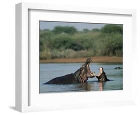 Common Hippopotamuses (Hippos), Hippopotamus Amphibius, Yawning, Kruger National Park, South Africa-Ann & Steve Toon-Framed Photographic Print