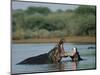 Common Hippopotamuses (Hippos), Hippopotamus Amphibius, Yawning, Kruger National Park, South Africa-Ann & Steve Toon-Mounted Photographic Print