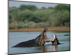 Common Hippopotamuses (Hippos), Hippopotamus Amphibius, Yawning, Kruger National Park, South Africa-Ann & Steve Toon-Mounted Photographic Print