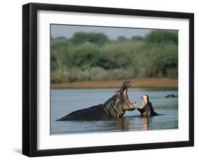 Common Hippopotamuses (Hippos), Hippopotamus Amphibius, Yawning, Kruger National Park, South Africa-Ann & Steve Toon-Framed Photographic Print