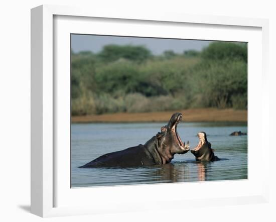 Common Hippopotamuses (Hippos), Hippopotamus Amphibius, Yawning, Kruger National Park, South Africa-Ann & Steve Toon-Framed Photographic Print