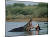 Common Hippopotamuses (Hippos), Hippopotamus Amphibius, Yawning, Kruger National Park, South Africa-Ann & Steve Toon-Mounted Photographic Print