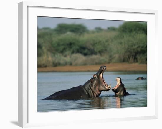 Common Hippopotamuses (Hippos), Hippopotamus Amphibius, Yawning, Kruger National Park, South Africa-Ann & Steve Toon-Framed Photographic Print