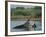 Common Hippopotamuses (Hippos), Hippopotamus Amphibius, Yawning, Kruger National Park, South Africa-Ann & Steve Toon-Framed Photographic Print