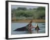 Common Hippopotamuses (Hippos), Hippopotamus Amphibius, Yawning, Kruger National Park, South Africa-Ann & Steve Toon-Framed Photographic Print