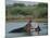 Common Hippopotamuses (Hippos), Hippopotamus Amphibius, Yawning, Kruger National Park, South Africa-Ann & Steve Toon-Mounted Photographic Print