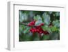 Common holly-Lisa Engelbrecht-Framed Photographic Print