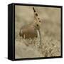 Common Hoopoe (Upupa Epops) Feeding On Ground, India-Loic Poidevin-Framed Stretched Canvas