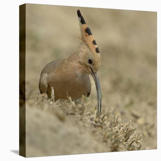 Common Hoopoe (Upupa Epops) Feeding On Ground, India-Loic Poidevin-Stretched Canvas