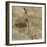 Common Hoopoe (Upupa Epops) Feeding On Ground, India-Loic Poidevin-Framed Photographic Print