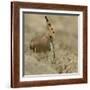 Common Hoopoe (Upupa Epops) Feeding On Ground, India-Loic Poidevin-Framed Photographic Print
