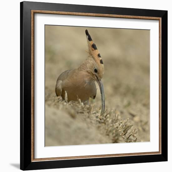 Common Hoopoe (Upupa Epops) Feeding On Ground, India-Loic Poidevin-Framed Photographic Print