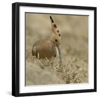 Common Hoopoe (Upupa Epops) Feeding On Ground, India-Loic Poidevin-Framed Photographic Print