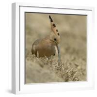 Common Hoopoe (Upupa Epops) Feeding On Ground, India-Loic Poidevin-Framed Photographic Print