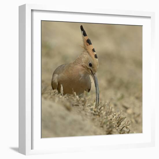 Common Hoopoe (Upupa Epops) Feeding On Ground, India-Loic Poidevin-Framed Photographic Print