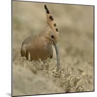 Common Hoopoe (Upupa Epops) Feeding On Ground, India-Loic Poidevin-Mounted Photographic Print