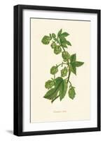 'Common Hop', c1891, (1891)-Anne Pratt-Framed Giclee Print