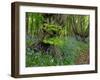 Common hornbeam trees with bluebells in undergrowth, UK-Andy Sands-Framed Photographic Print