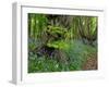 Common hornbeam trees with bluebells in undergrowth, UK-Andy Sands-Framed Photographic Print