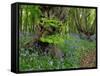 Common hornbeam trees with bluebells in undergrowth, UK-Andy Sands-Framed Stretched Canvas