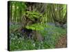 Common hornbeam trees with bluebells in undergrowth, UK-Andy Sands-Stretched Canvas