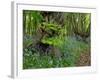 Common hornbeam trees with bluebells in undergrowth, UK-Andy Sands-Framed Photographic Print