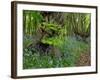 Common hornbeam trees with bluebells in undergrowth, UK-Andy Sands-Framed Photographic Print