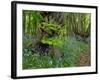 Common hornbeam trees with bluebells in undergrowth, UK-Andy Sands-Framed Photographic Print