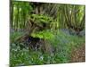 Common hornbeam trees with bluebells in undergrowth, UK-Andy Sands-Mounted Photographic Print