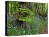 Common hornbeam trees with bluebells in undergrowth, UK-Andy Sands-Stretched Canvas