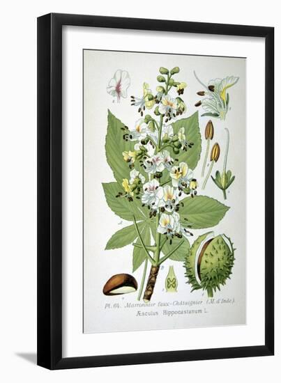 Common Horse Chestnut, 1893-null-Framed Giclee Print