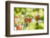 common horsetail or red currant (Ribes rubrum), Germany, Europe-David & Micha Sheldon-Framed Photographic Print