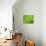 Common Horsetail-Ethan Welty-Stretched Canvas displayed on a wall