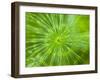 Common Horsetail-Ethan Welty-Framed Photographic Print