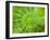 Common Horsetail-Ethan Welty-Framed Photographic Print