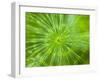 Common Horsetail-Ethan Welty-Framed Photographic Print