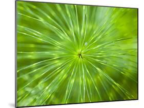 Common Horsetail-Ethan Welty-Mounted Photographic Print