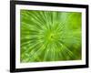 Common Horsetail-Ethan Welty-Framed Photographic Print